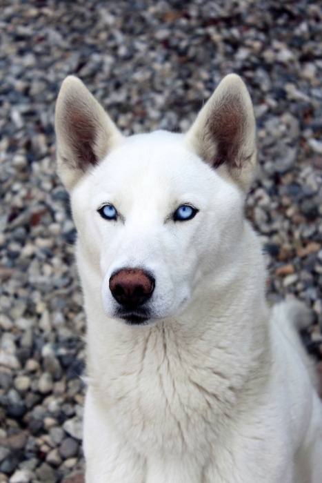 White Siberian Husky Dog With Blue Eyes Sitting Down