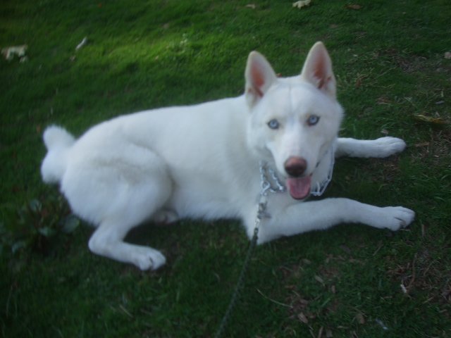 White Siberian Husky Dog With Blue Eyes