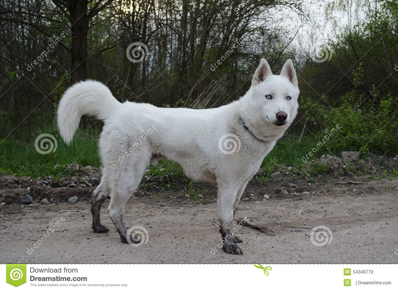White Siberian Husky Dog With Mud Foots