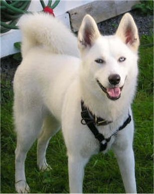 White Siberian Husky Dog