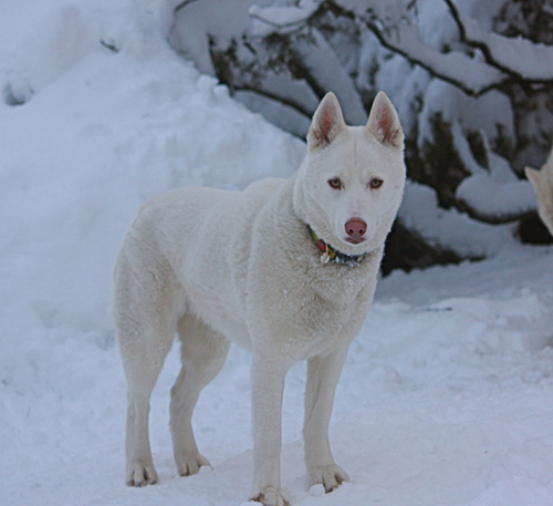 White Siberian Husky In Snow