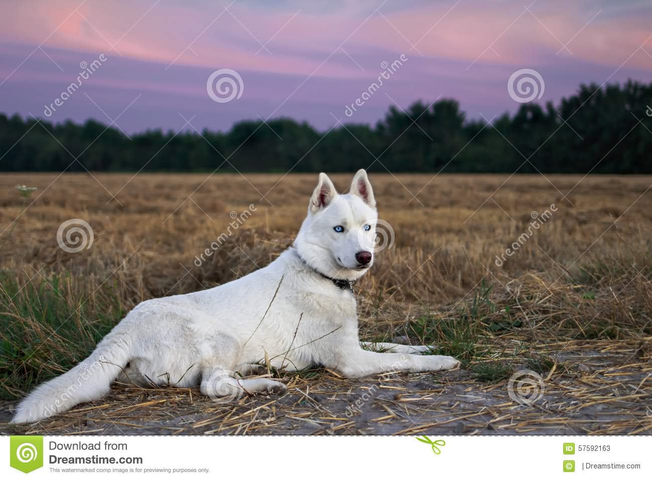 White Siberian Husky Lying In Fields