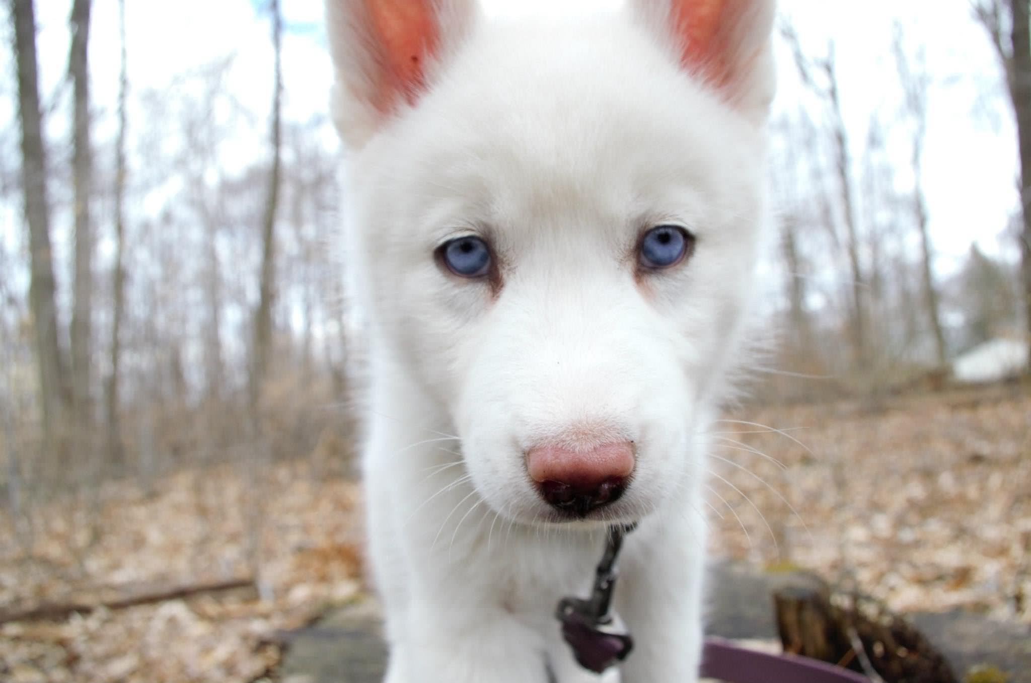 White Siberian Husky Puppy Closeup Picture