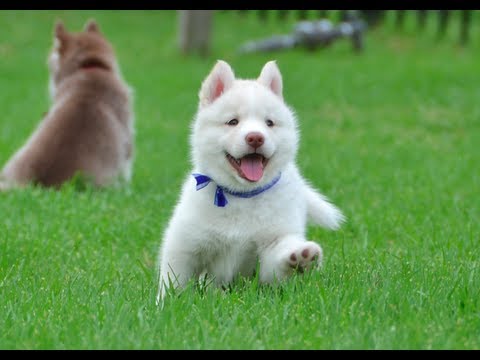 White Siberian Husky Puppy In Grass
