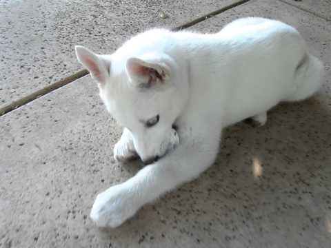 White Siberian Husky Puppy Sitting On Floor
