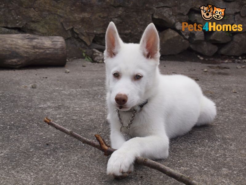 White Siberian Husky Puppy With Stick