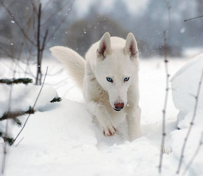 White Siberian Husky Running In Snow