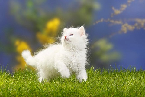 White Siberian Kitten Running In Park