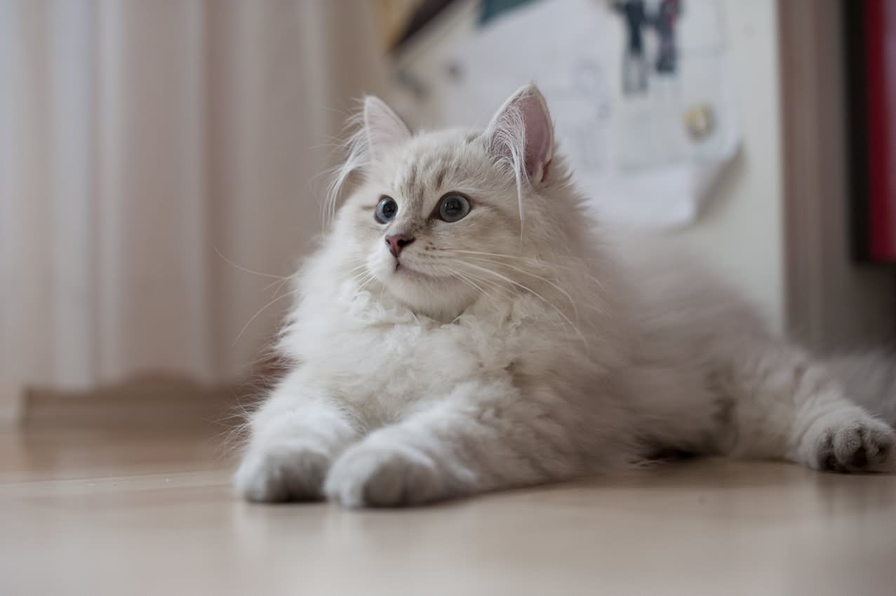 White Siberian Kitten Sitting On Floor