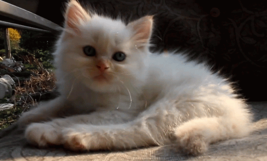 White Siberian Kitten Sitting