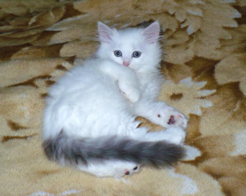 White Siberian Kitten With Black Tail