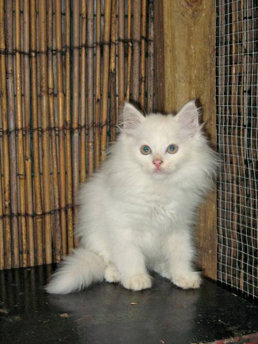 White Siberian Kitten With Blue Eyes Sitting