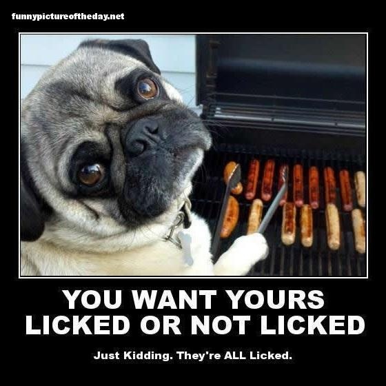 You Want Yours Licked Or Not Licked Funny Pug Dog