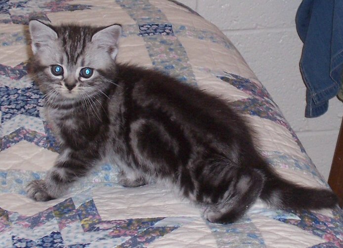 8 Weeks Old American Shorthair Kitten Sitting On Bed