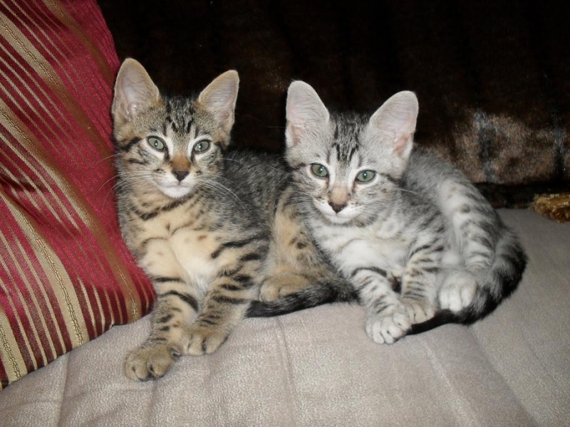 9 Weeks Old Egyptian Mau Kittens Sitting