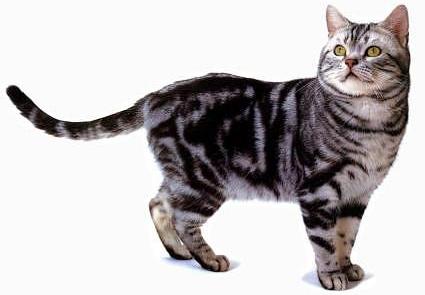 Adorable American Shorthair Cat