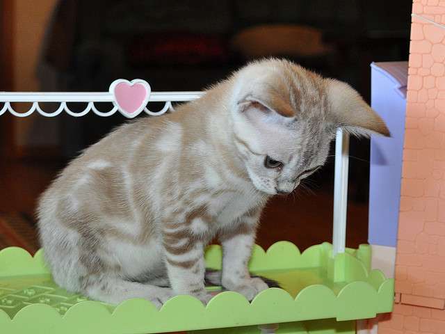 Adorable Egyptian Mau Kitten Sitting
