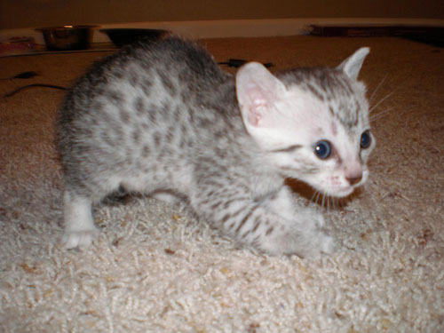 Adorable Egyptian Mau Kitten