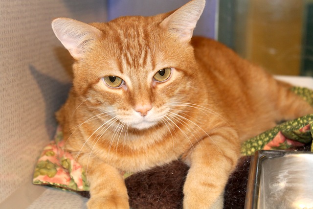 Adorable Orange American Shorthair Cat