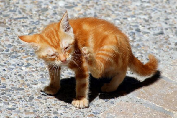 Adorable Orange American Shorthair Kitten