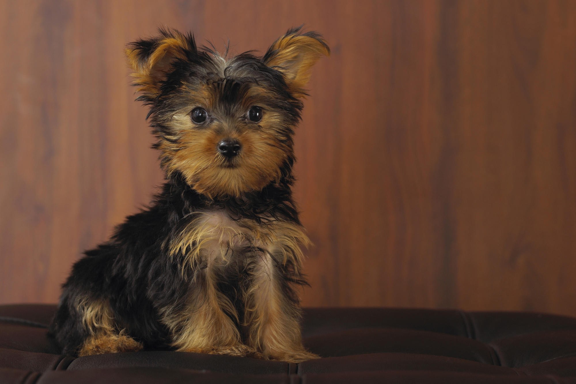 Adorable Yorkshire Terrier Puppy Sitting HD Wallpaper