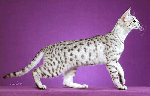 Adult Egyptian Mau Cat