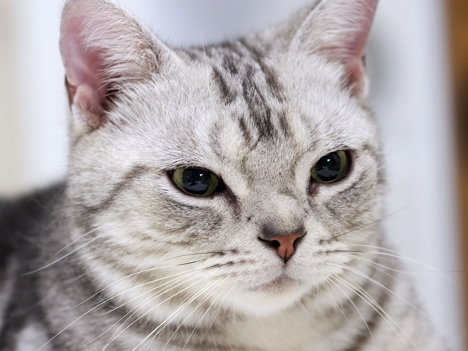 American Shorthair Cat Face
