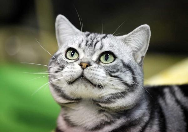 American Shorthair Cat Face