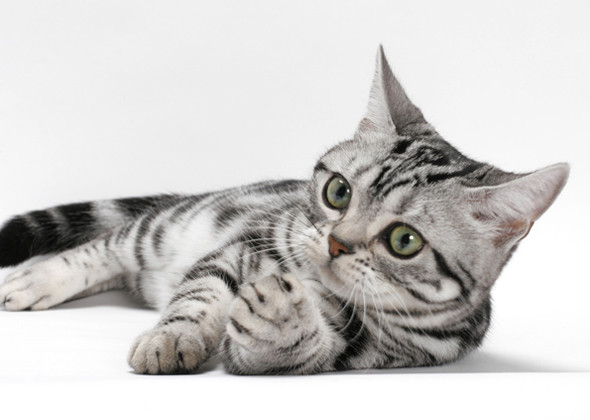 American Shorthair Cat Laying Down