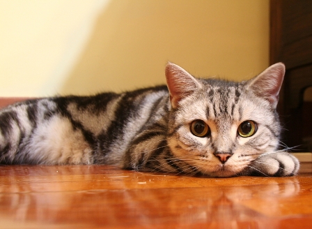 American Shorthair Cat Laying On Floor