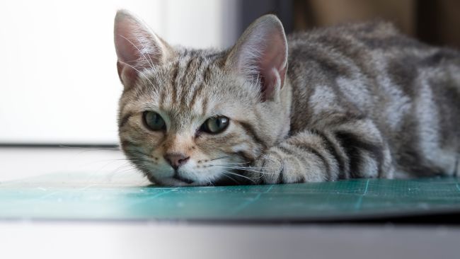 American Shorthair Cat Laying Photo