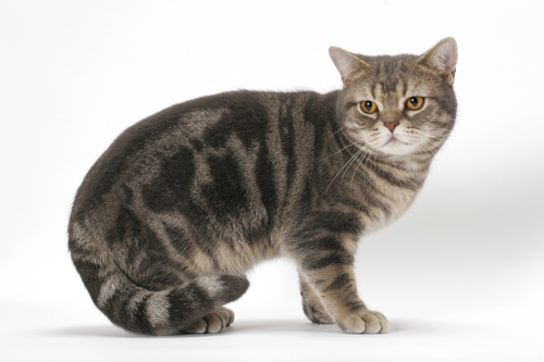 American Shorthair Cat Photo