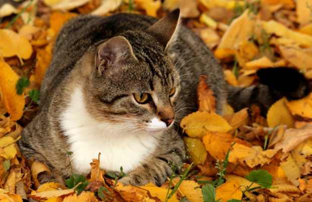 American Shorthair Cat Sitting On Autumn Leaves