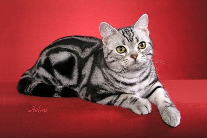 American Shorthair Cat Sitting On Red