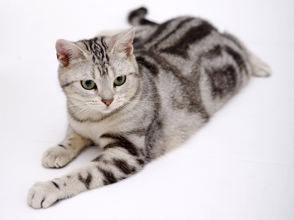 American Shorthair Cat Sitting Picture