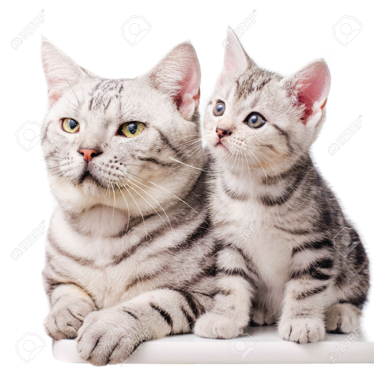 American Shorthair Cat Sitting With Kitten