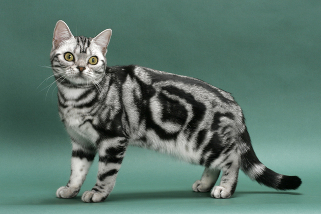 American Shorthair Cat Standing