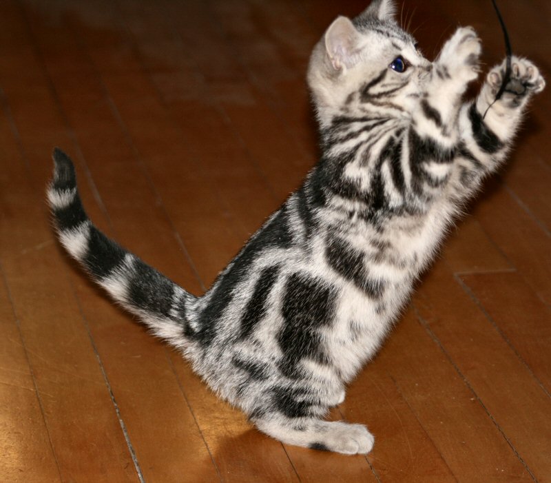 American Shorthair Kitten Jumping