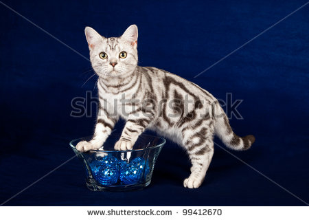 American Shorthair Kitten With Bowl