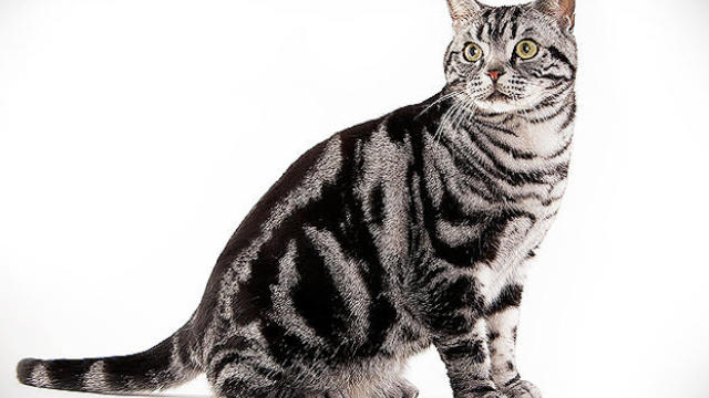 Awesome American Shorthair Cat Sitting