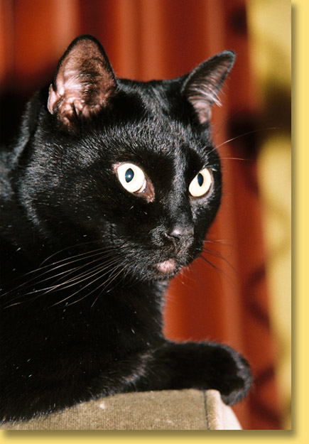 Awesome Black American Shorthair Cat