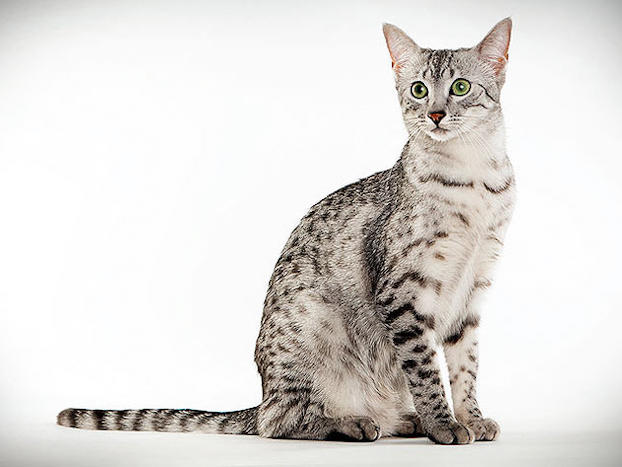Awesome Silver Egyptian Mau Cat Sitting