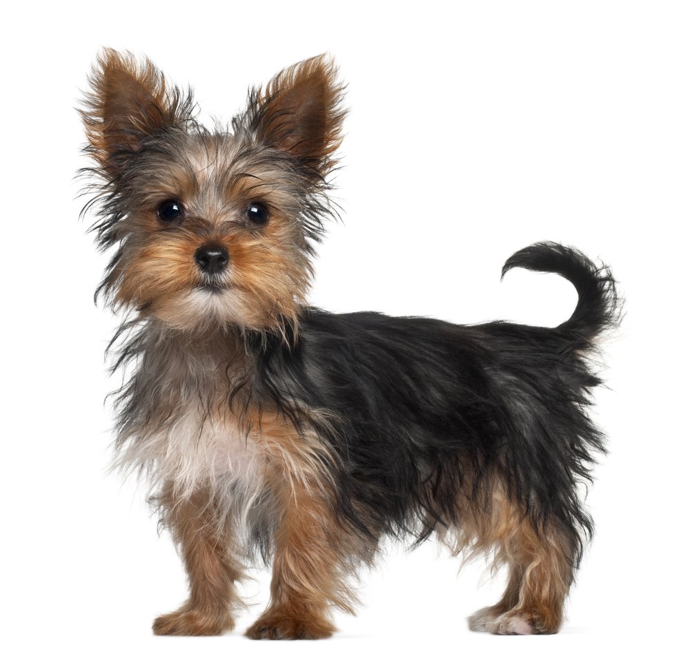 Awesome Yorkshire Terrier Dog Picture