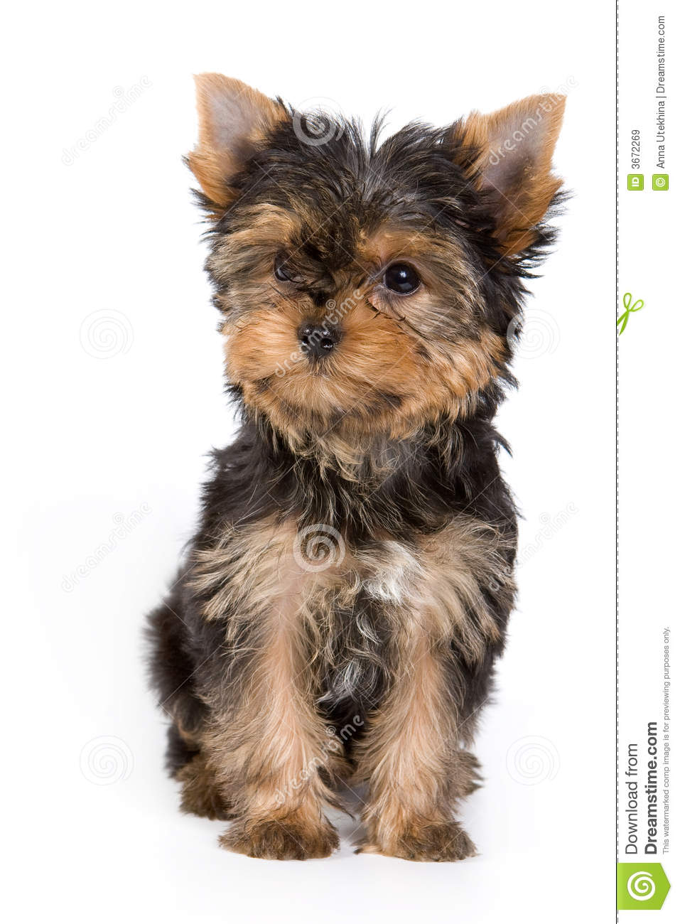 Awesome Yorkshire Terrier Puppy Sitting