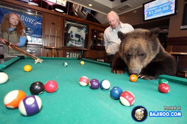 Bear Playing Funny Snooker