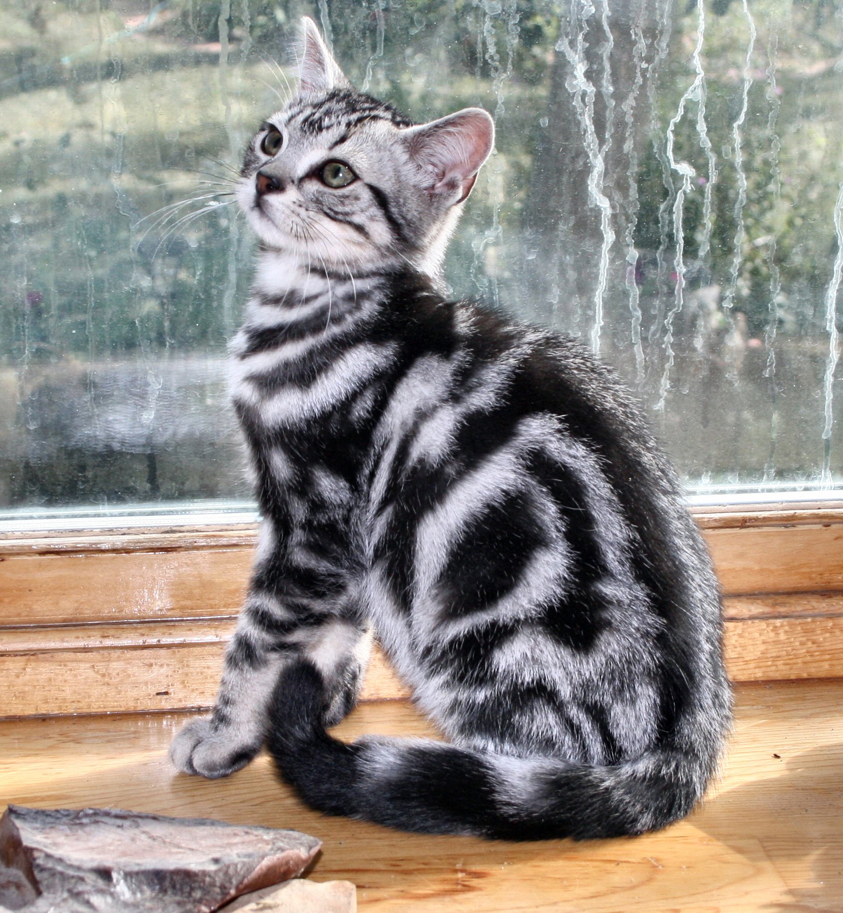 Beautiful American Shorthair Cat Sitting Near Window