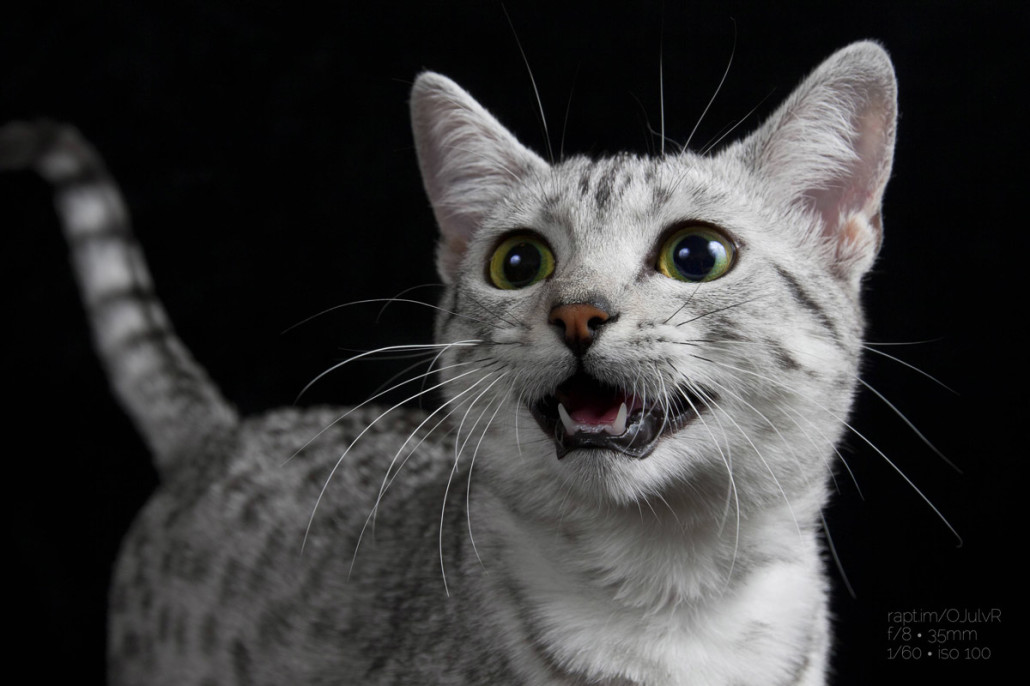 Beautiful Egyptian Mau Kitten Face