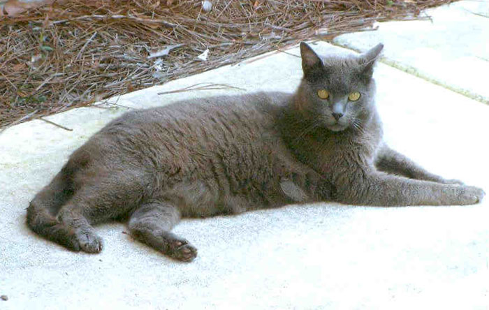 Beautiful Full Grown American Shorthair Cat Sitting