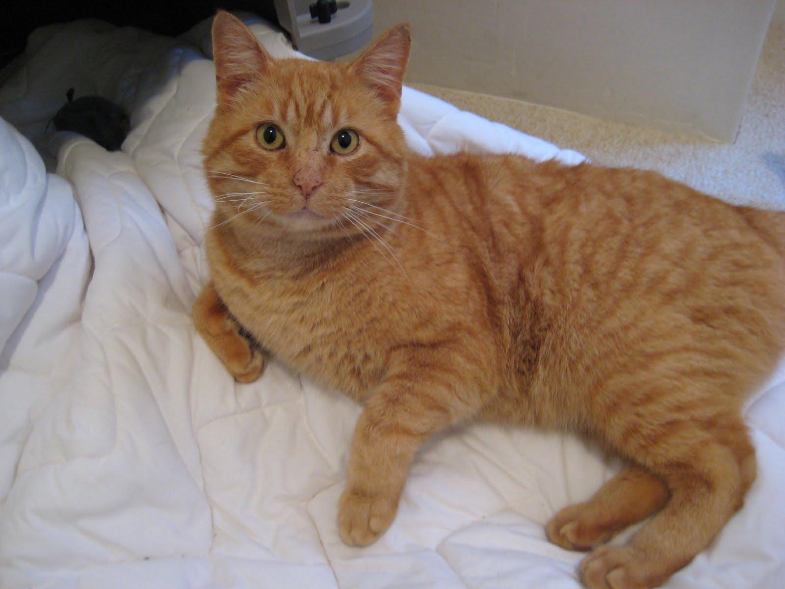 Beautiful Orange American Shorthair Cat Sitting On Bed