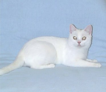 Beautiful White American Shorthair Cat